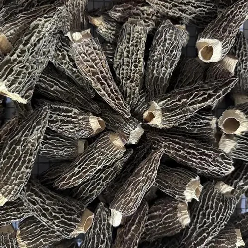 Morels
